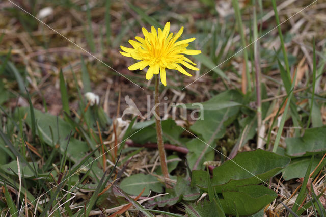 Taraxacum spectabilia