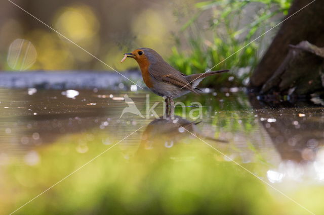 European Robin (Erithacus rubecula)