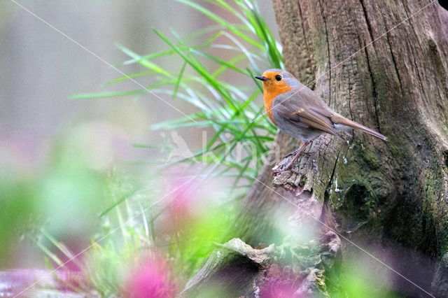 European Robin (Erithacus rubecula)