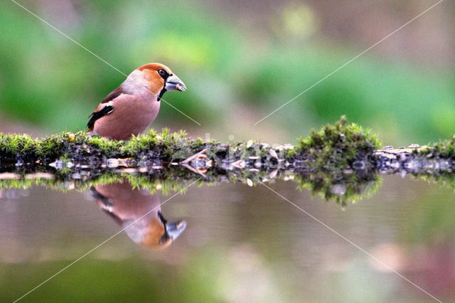 Appelvink (Coccothraustes coccothraustes)