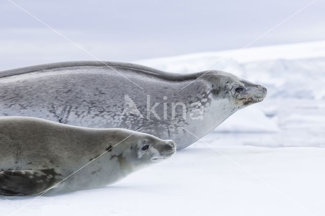 Crabeater Seal (Lobodon carcinophaga)