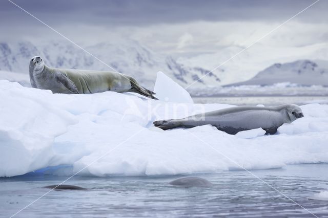 Crabeater Seal (Lobodon carcinophaga)