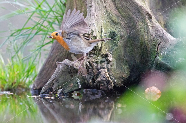 European Robin (Erithacus rubecula)