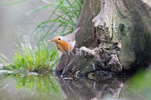 European Robin (Erithacus rubecula)