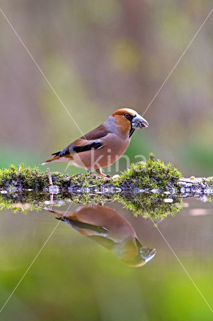 Hawfinch (Coccothraustes coccothraustes)