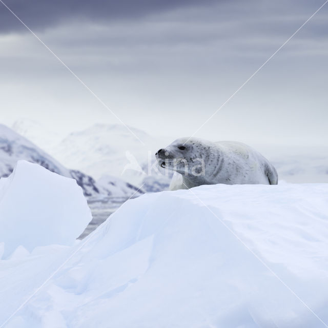 Crabeater Seal (Lobodon carcinophaga)