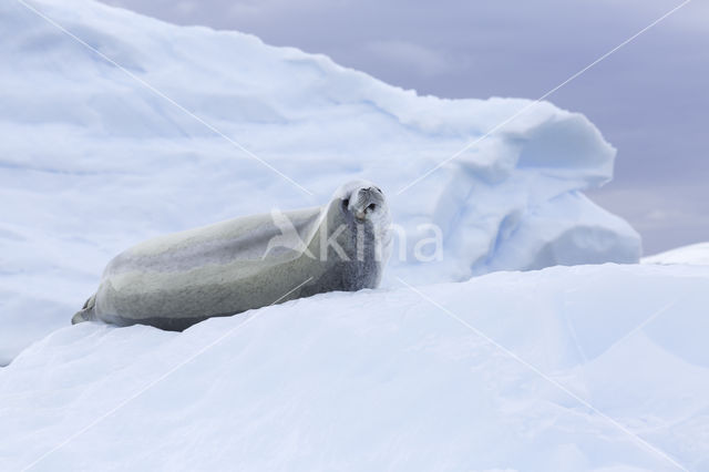 Crabeater Seal (Lobodon carcinophaga)