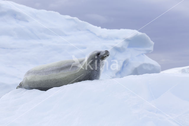 Crabeater Seal (Lobodon carcinophaga)