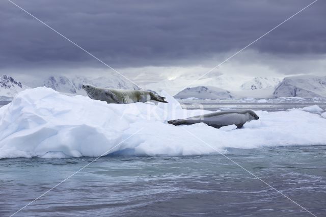 Crabeater Seal (Lobodon carcinophaga)