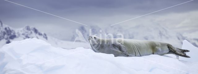 Crabeater Seal (Lobodon carcinophaga)