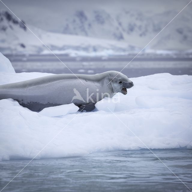 Crabeater Seal (Lobodon carcinophaga)