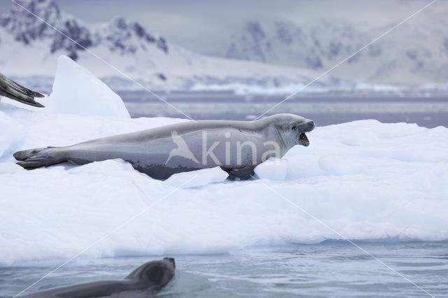 Crabeater Seal (Lobodon carcinophaga)