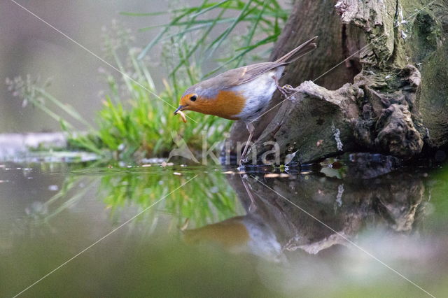 European Robin (Erithacus rubecula)