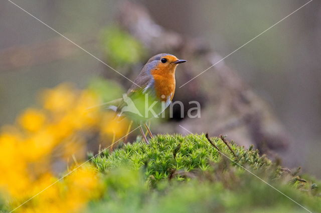 European Robin (Erithacus rubecula)