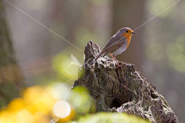 European Robin (Erithacus rubecula)