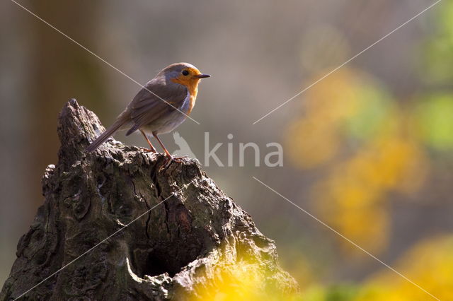 European Robin (Erithacus rubecula)