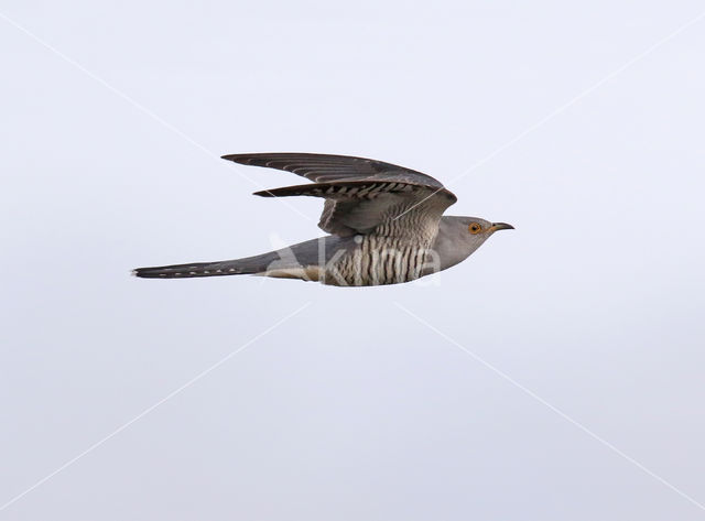 Common Cuckoo (Cuculus canorus)