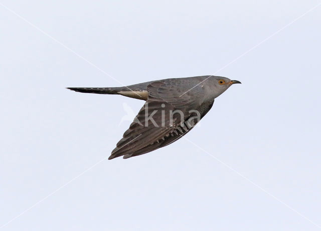 Common Cuckoo (Cuculus canorus)