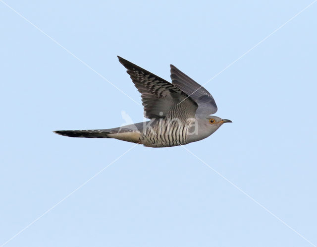 Common Cuckoo (Cuculus canorus)