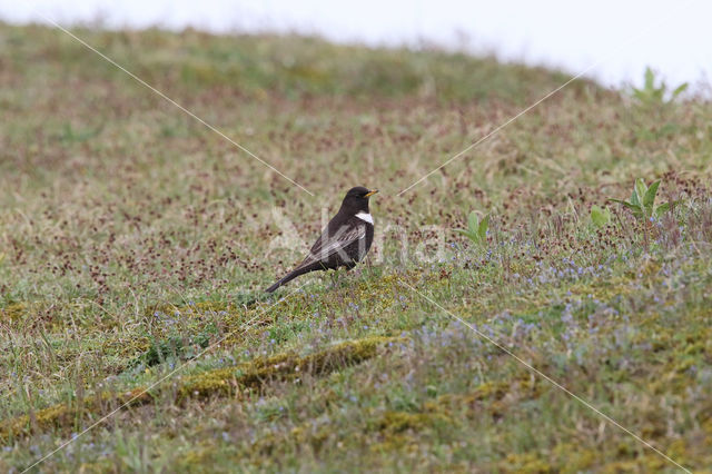 Ring Ouzel (Turdus torquatus)