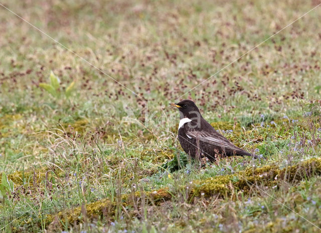 Ring Ouzel (Turdus torquatus)