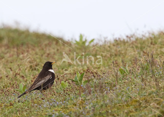 Ring Ouzel (Turdus torquatus)