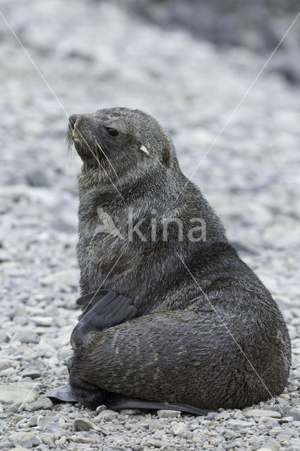 Antarctische pelsrob (Arctocephalus gazella)