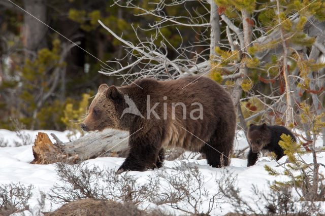 Grizzly Bear (Ursus arctos horribilis)