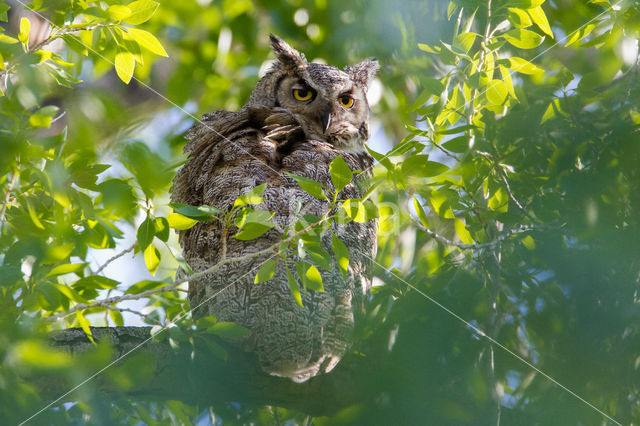 Amerikaanse Oehoe (Bubo virginianus)