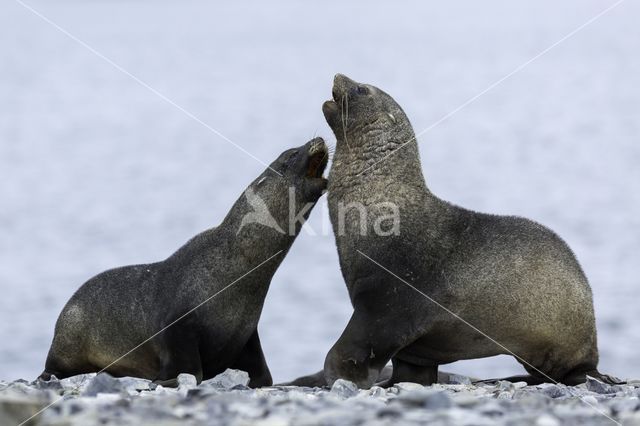 Antarctische pelsrob (Arctocephalus gazella)