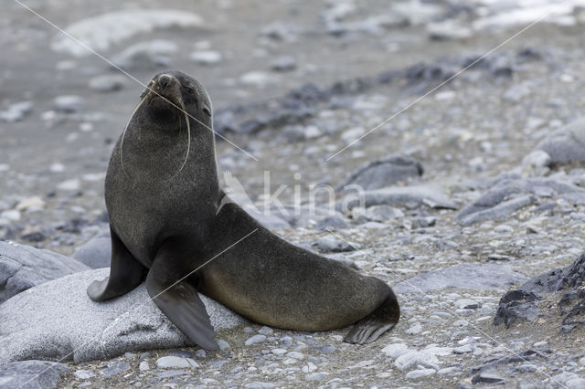 Antarctische pelsrob (Arctocephalus gazella)