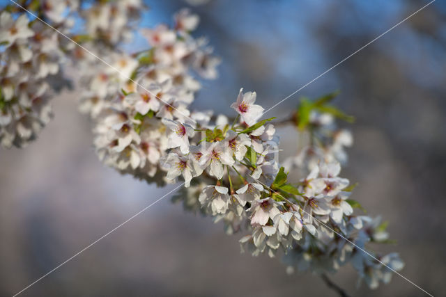 Cherry (Prunus spec)