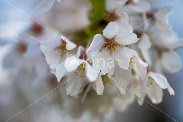 Cherry (Prunus spec)