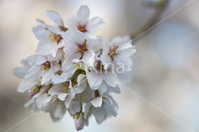 Cherry (Prunus spec)