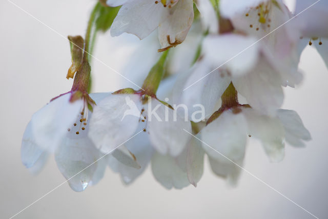 Cherry (Prunus spec)