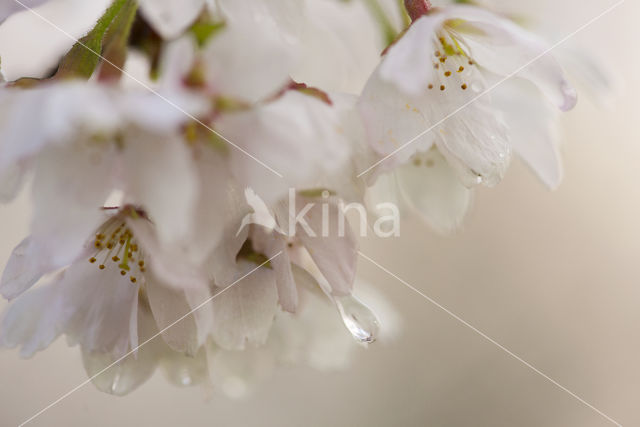 Cherry (Prunus spec)