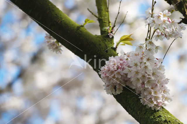 Cherry (Prunus spec)