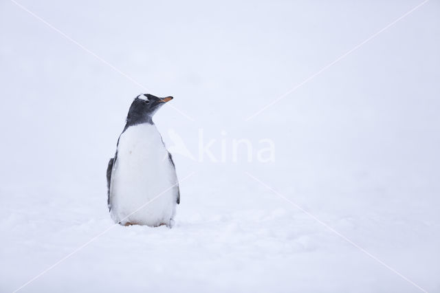 Ezelspinguin (Pygoscelis  papua)