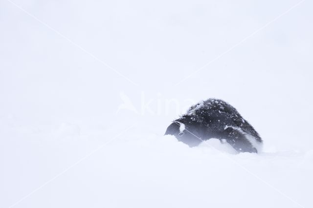 Gentoo penguin (Pygoscelis  papua)