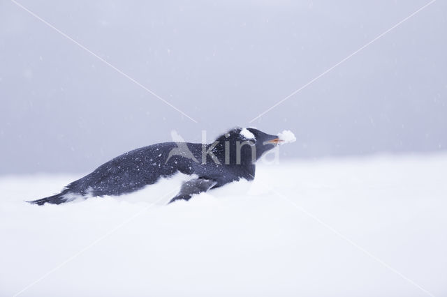 Gentoo penguin (Pygoscelis  papua)