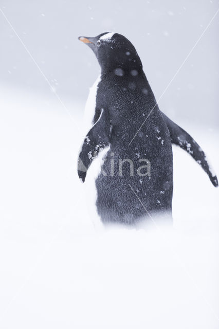 Gentoo penguin (Pygoscelis  papua)