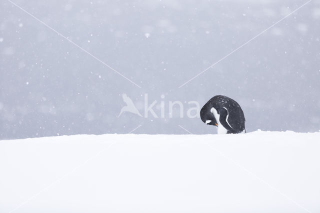 Gentoo penguin (Pygoscelis  papua)