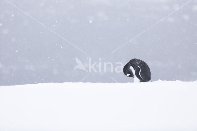 Ezelspinguin (Pygoscelis  papua)