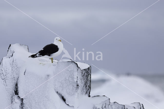 Southern black-backed gull