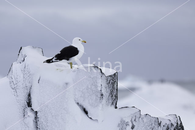 Kelpmeeuw (Larus dominicanus)