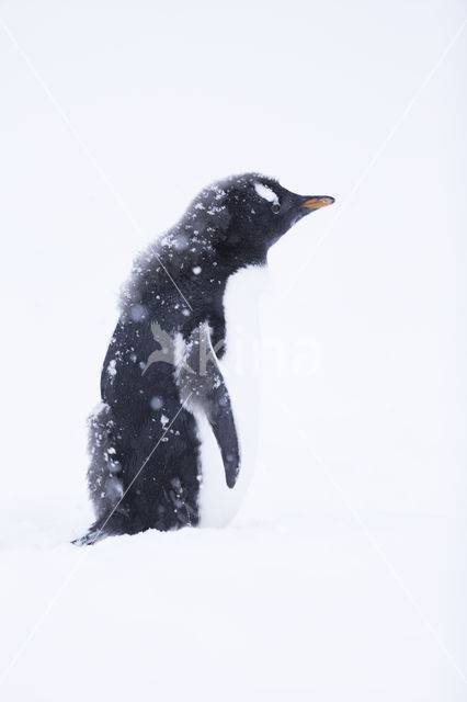 Ezelspinguin (Pygoscelis  papua)