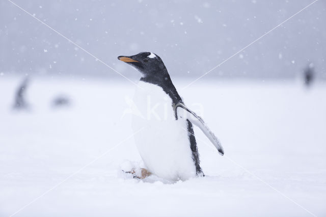 Gentoo penguin (Pygoscelis  papua)