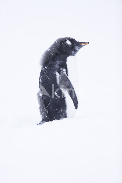 Ezelspinguin (Pygoscelis  papua)