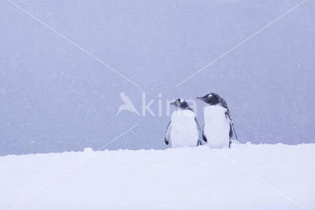 Ezelspinguin (Pygoscelis  papua)