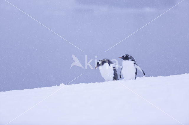 Gentoo penguin (Pygoscelis  papua)
